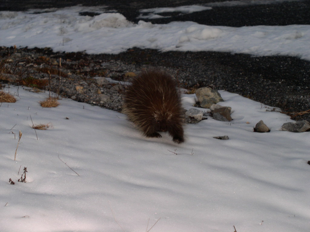 Young Porcupine