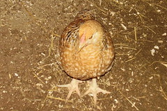 Baby Chick Growing Up 12-2006