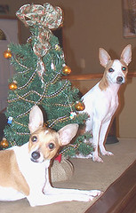 Rudy and Lizzy Holiday Photo 