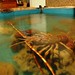 Ibiza - lobster