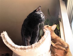 Two cats on the perch