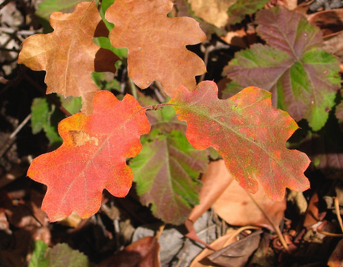 Fall color, November 2006