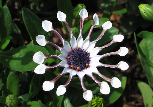 African Daisy white