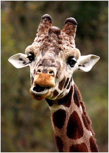 Funny Face - Giraffe