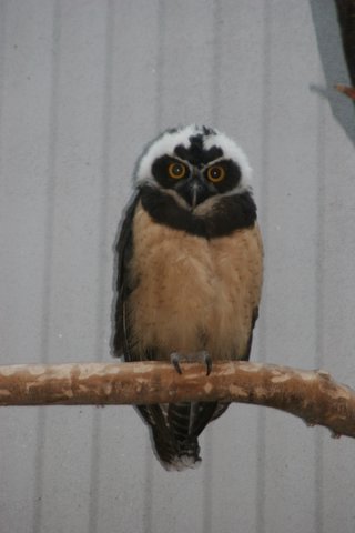 Spectacled Owl, St Louis Zoo, IMG_0751.JPG