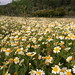 Ibiza - daisy field