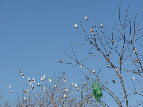 I[ve never seen so many birds in Beijing