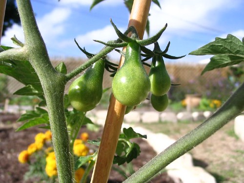 pear tomatoes