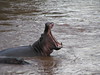 Hippo yawning in the Mara river