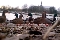 Vinter i Stockholm, änder