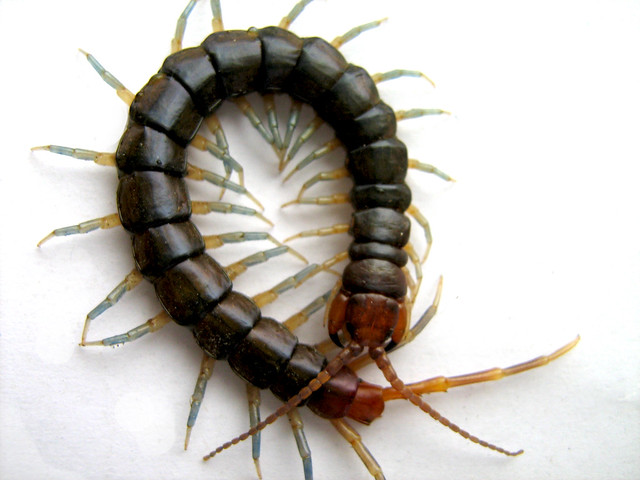 human centipede ending. Human Centipede Story