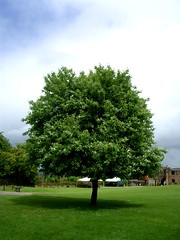 Ludlow Castle Tree