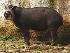 Tapir 2 300 x 400