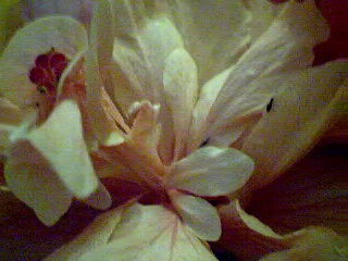 Hibiscus 5