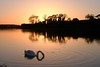 Swan at dusk in Malahide Estuary