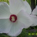 putih hibiscus1 oleh grandmadebbie2