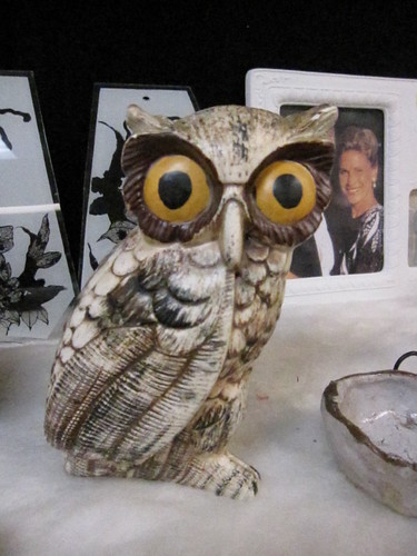 owl is shocked an appalled by your behavior