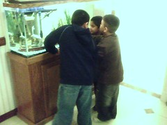 Boys at the fish tank