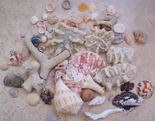 Shells In The Sea. between selling sea shells