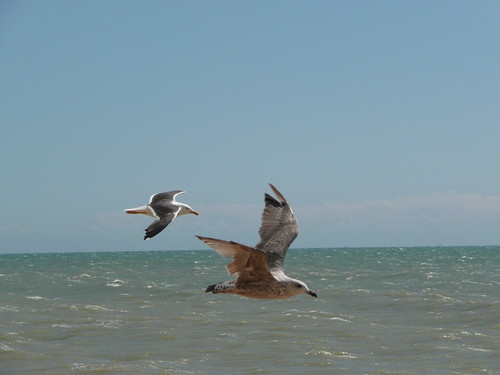Gulls in flight on Flickr