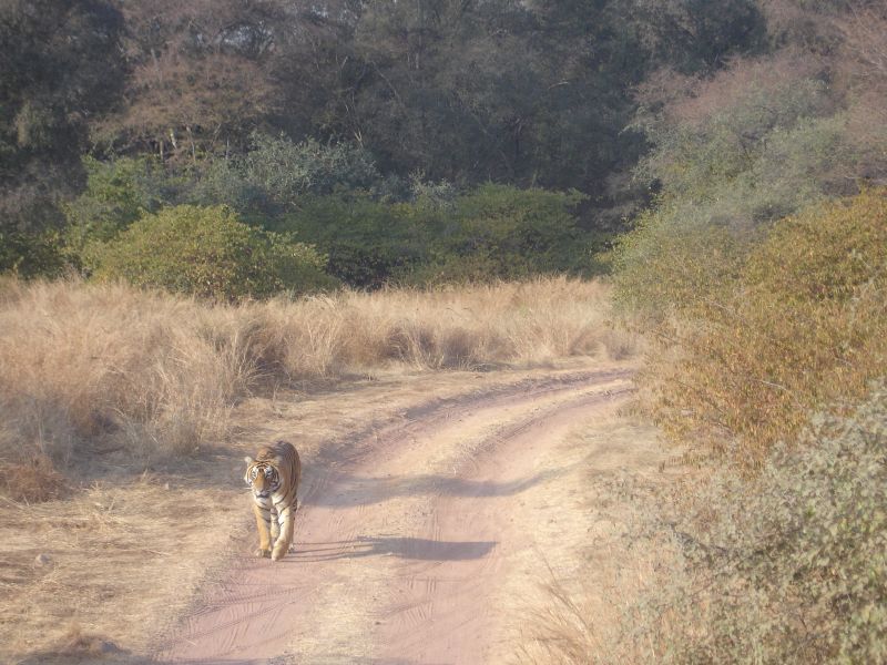 Ranthambore Tiger Park - Web-site quality photo