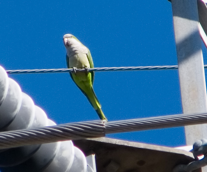 Monk parakeet in its natural Austin habitat