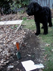 skip and i plant wildflower seeds
