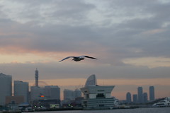 seagull in port