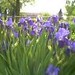 Iris Purple oleh grandmadebbie2
