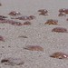 Formentera - meduses