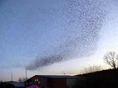 Starling Roost 3 Feb 07