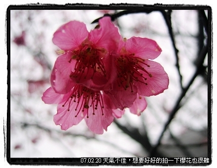 三芝賞櫻花
