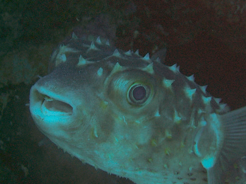 porcupinefish 3