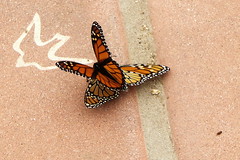 Butterflies and Swallows Come Back to Capistrano