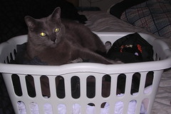 Artemis in the laundry basket