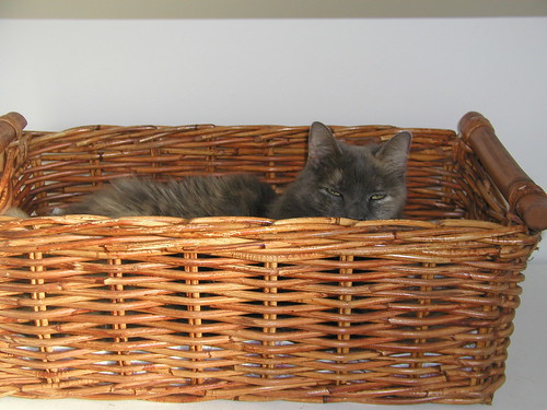 Basket Kitty 006