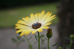 Yellow flower - Kew