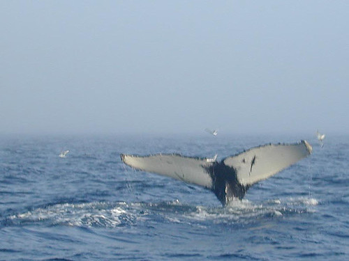 Humpback Whale, Newfoundland
