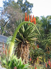 Large cactus bloom