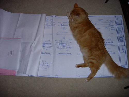Cat and plans