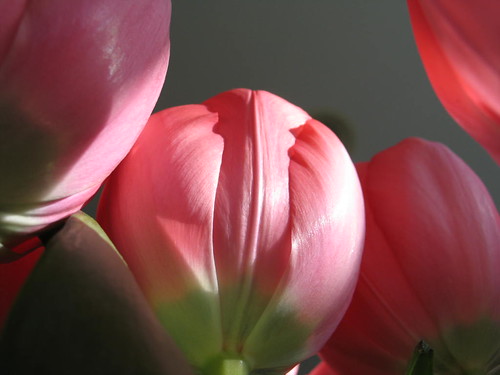 Pink Petals (by Ms Dania)