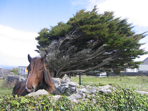 Windblown Tree, Horsie