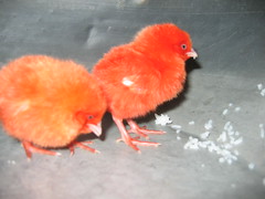 red chicks