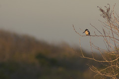 Green Kingfisher, Aransas NWR, Texas