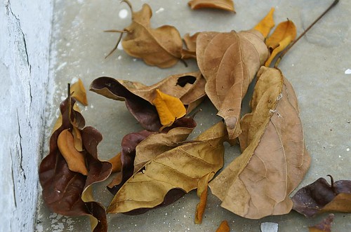 dried_leaves