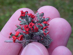 Red Soldier Lichen