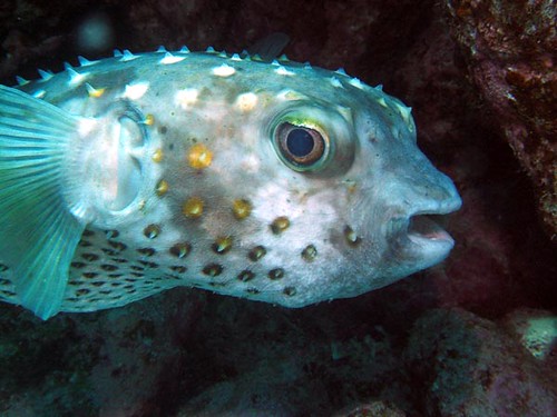 porcupinefish 2