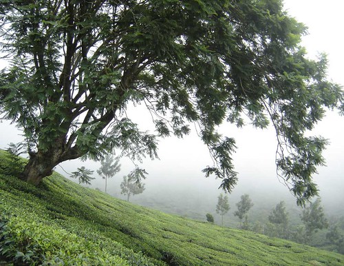 MUNNAR-TREE-IN-A-SLOPE