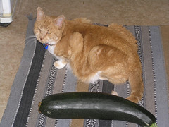 HarryBarry and the Giant Zucchini of Doom!