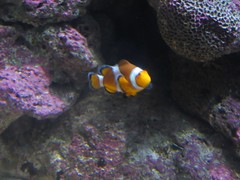 Clown Fish (Nemo/Marlin) Kat Dlm Sydney Aquarium, Sydney, Australia